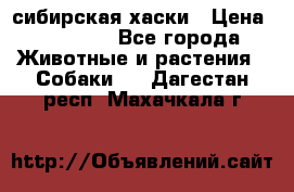l: сибирская хаски › Цена ­ 10 000 - Все города Животные и растения » Собаки   . Дагестан респ.,Махачкала г.